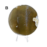 Natural & Dyed Agate Slice with Print #4