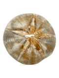Sand Dollar Fossil #413