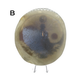 Natural Agate Slice with Print #3