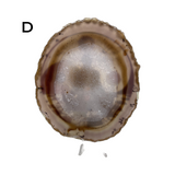 Natural Agate Slice with Print #3