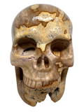 Petrified Wood Skull #408