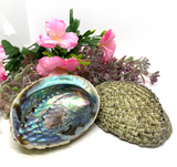 Abalone Shell - Small