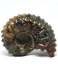 Ammonite Fossil #477