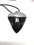 Megalodon Shark Tooth Sterling Silver Pendant - Blue Turtles