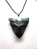 Megalodon Shark Tooth Sterling Silver Pendant - Blue Turtles
