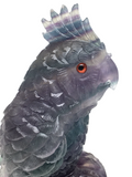 Rainbow Fluorite Parrot #243