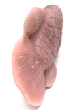 Pink Opal Fish #420