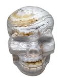Crazy Lace Agate Skull #228