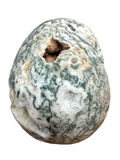 Tree Agate Skull #237 - 12.5cm