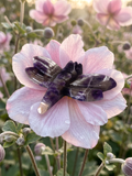 Chevron Amethyst Dragonfly 37
