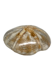 Sand Dollar Fossil #413