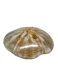 Sand Dollar Fossil #413