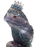 Rainbow Fluorite Parrot #243