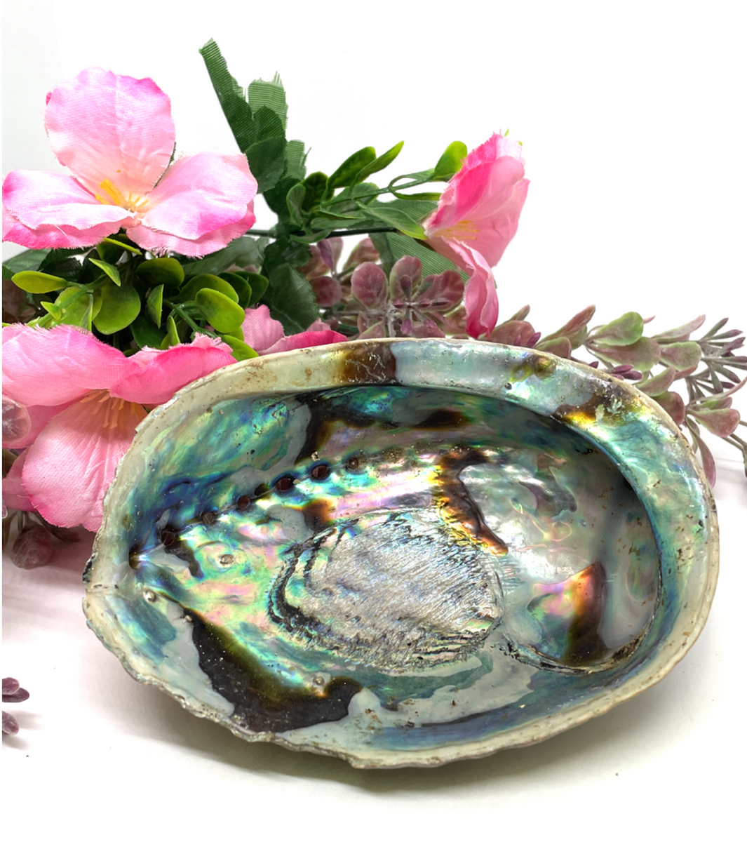 Abalone Shell - Small – Wicked Crystals and Things