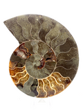 Ammonite #180