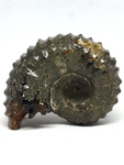 Ammonite Fossil #477