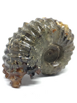 Ammonite Fossil #477