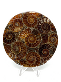 Ammonite Display Plate - 8cm