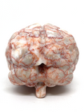 Red Network Jasper Brain #197