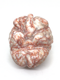 Red Network Jasper Brain #197