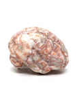 Red Network Jasper Brain #198