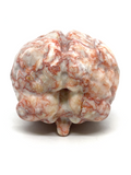 Red Network Jasper Brain #198