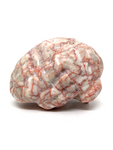 Red Network Jasper Brain #198