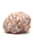 Red Network Jasper Brain #198