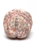 Red Network Jasper Brain #198