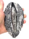 Orthoceras Fossil #204