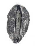 Orthoceras Fossil #204