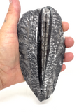 Orthoceras Fossil #205