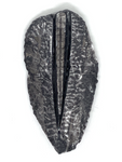 Orthoceras Fossil #205