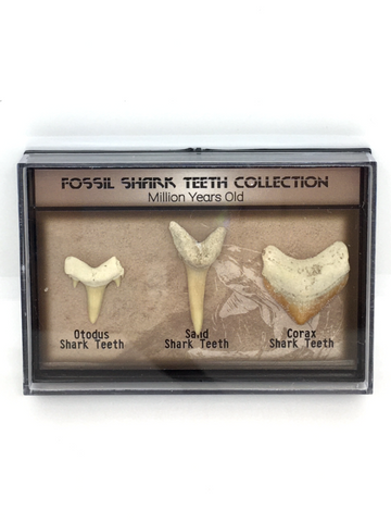 Fossil Shark Teeth Collection - Million Years Old