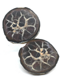 Septarian Nodule Pair #371