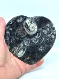 Orthoceras Fossil Heart Bowl #200