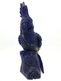 Sodalite Parrot #161