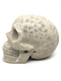 Coral Fossil Skull #50