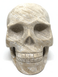 Coral Fossil Skull #50
