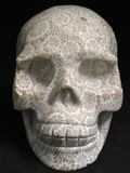 Coral Fossil Skull #411