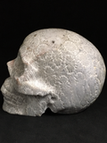 Coral Fossil Skull #411