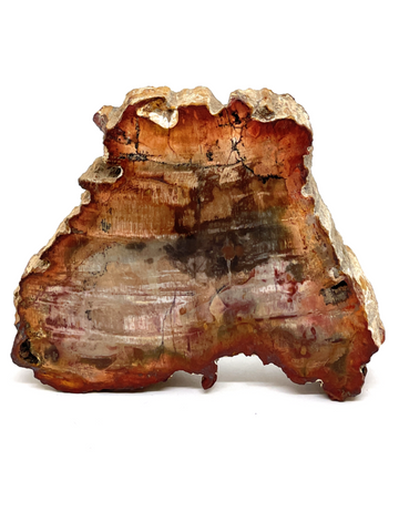 Petrified Wood Slab #404