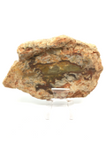 Thunderegg Slab #380 - Agate Creek Queensland